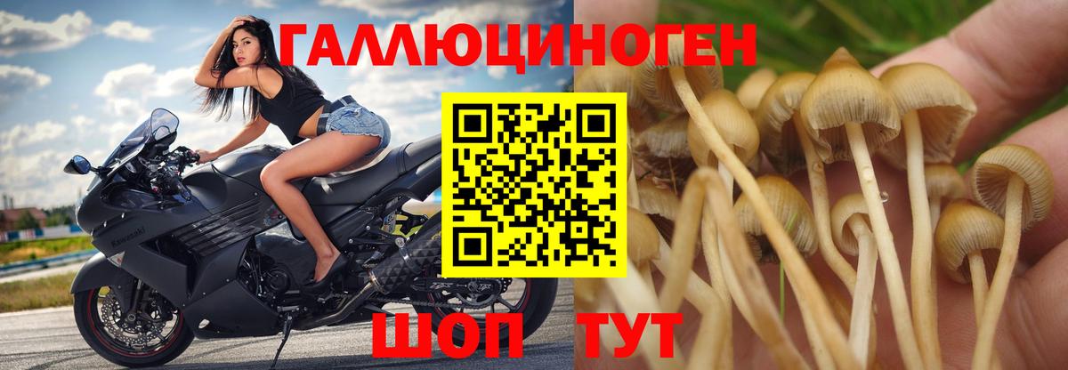 Галлюциногенные грибы GOLDEN TEACHER Сочи